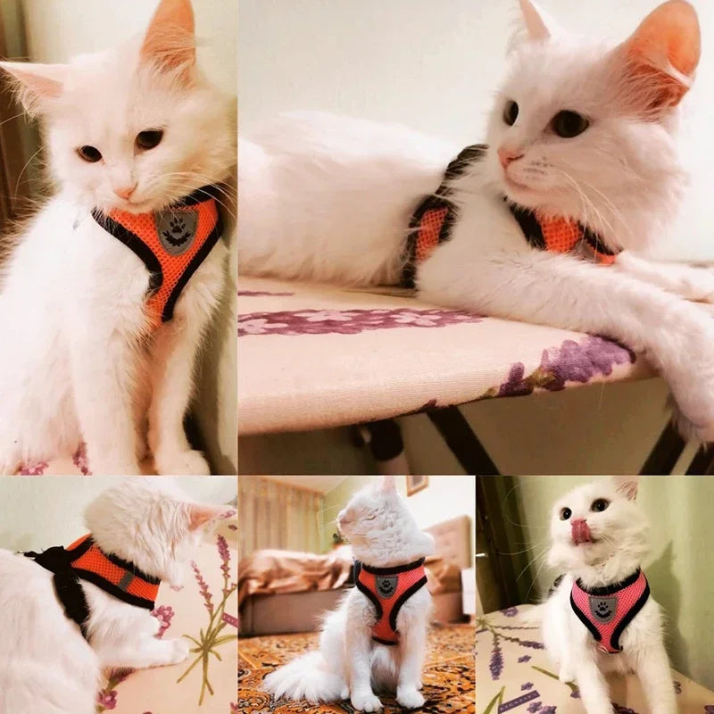 Tuig- en Riemset voor Hond en Kat