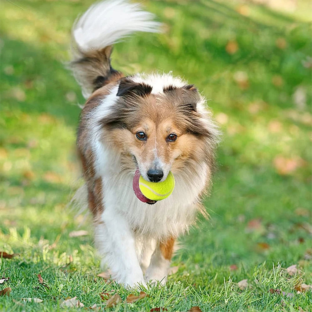 6-Piece Dog Tennis Ball Set